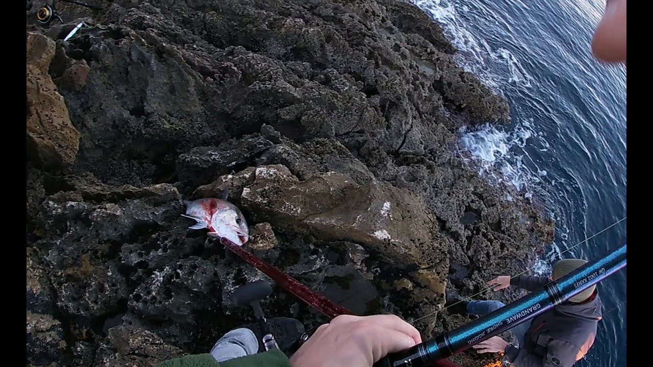 Shore Jigging live strike albacore, 3kg amberjack!!