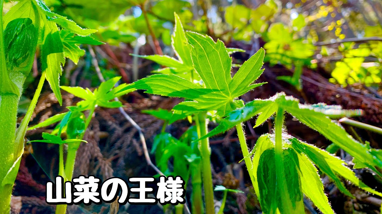 [シドケ・アイコ]山菜採り 2020