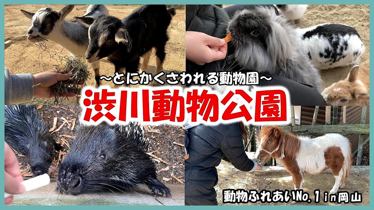 【渋川動物公園】動物ふれあいNo 1in岡山～とにかくさわれる動物園～
