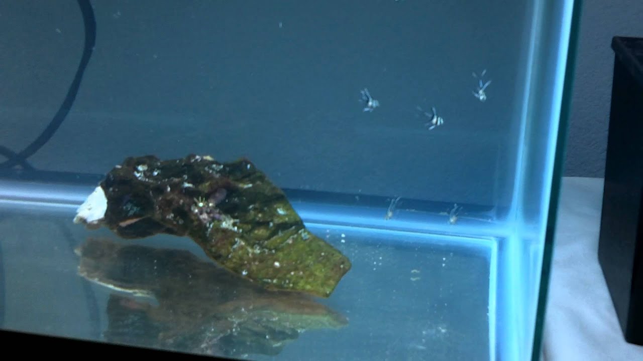Breeding banggai cardinals