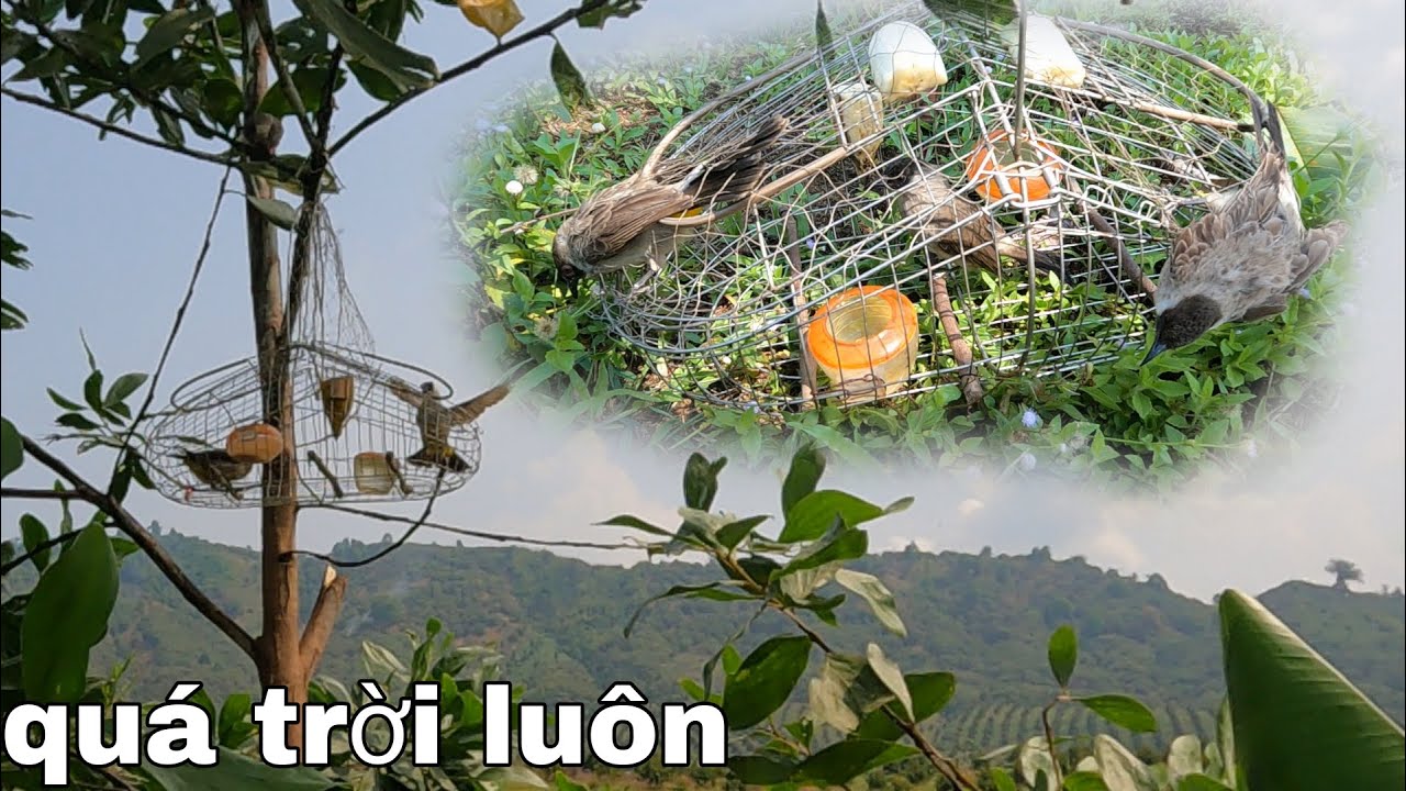Bẫy Chim Bông Lau | Lần Đầu Của Mồi Non Và Cái Kết Mãn Nhãn