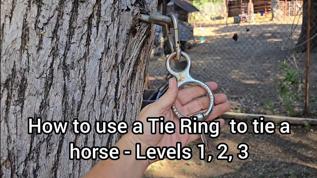 Everything you need to know about using a Tie Ring to tie a horse