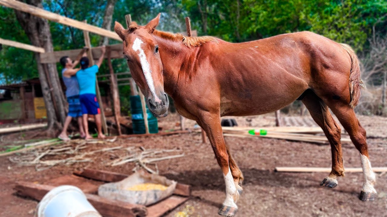 TIVE QUE FAZER ISSO PARA O CAVALO QUE SALVEI DA LEGIÃO DA MEIA NOITE