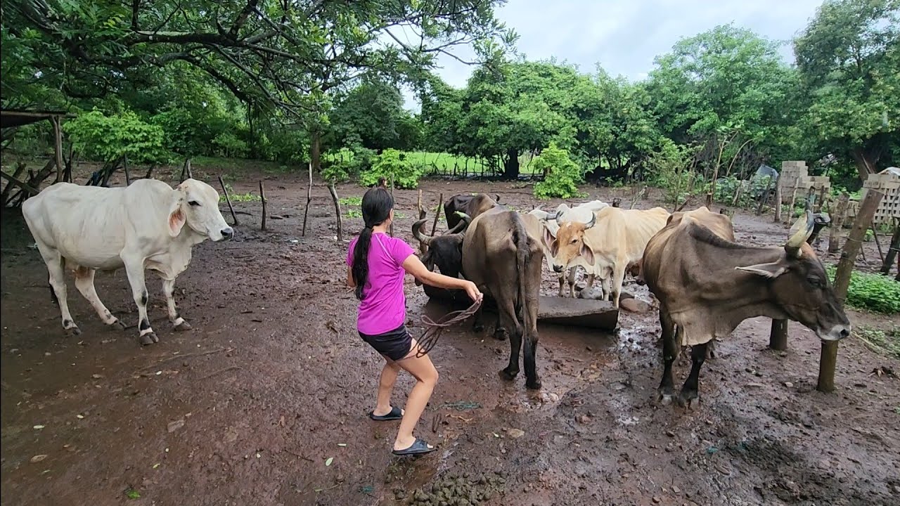 ENCHIQUERANDO EL GANADO DE LA VACA LOLA