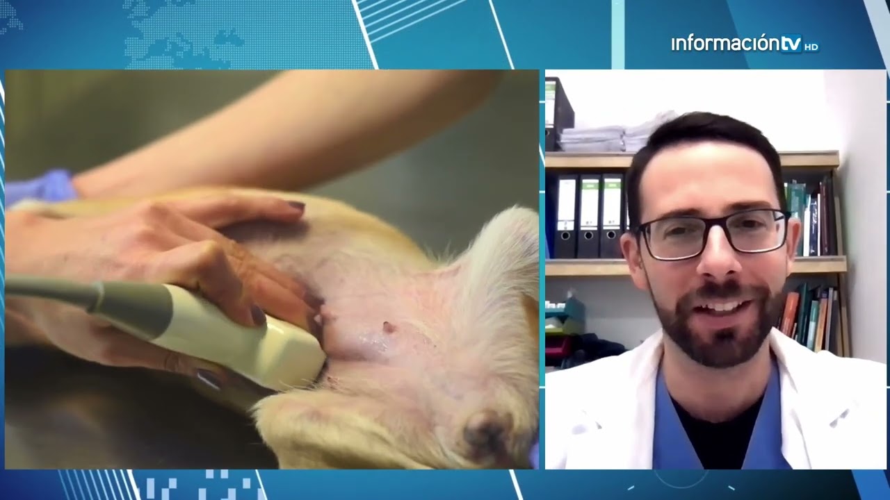 Lo que debes saber sobre la esterilización de perros y gatos