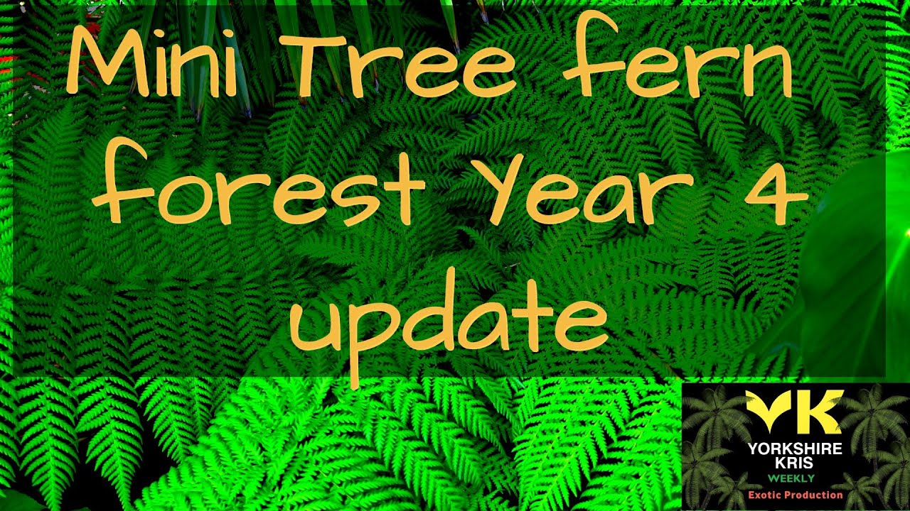 Mini tree fern forest year 4 update