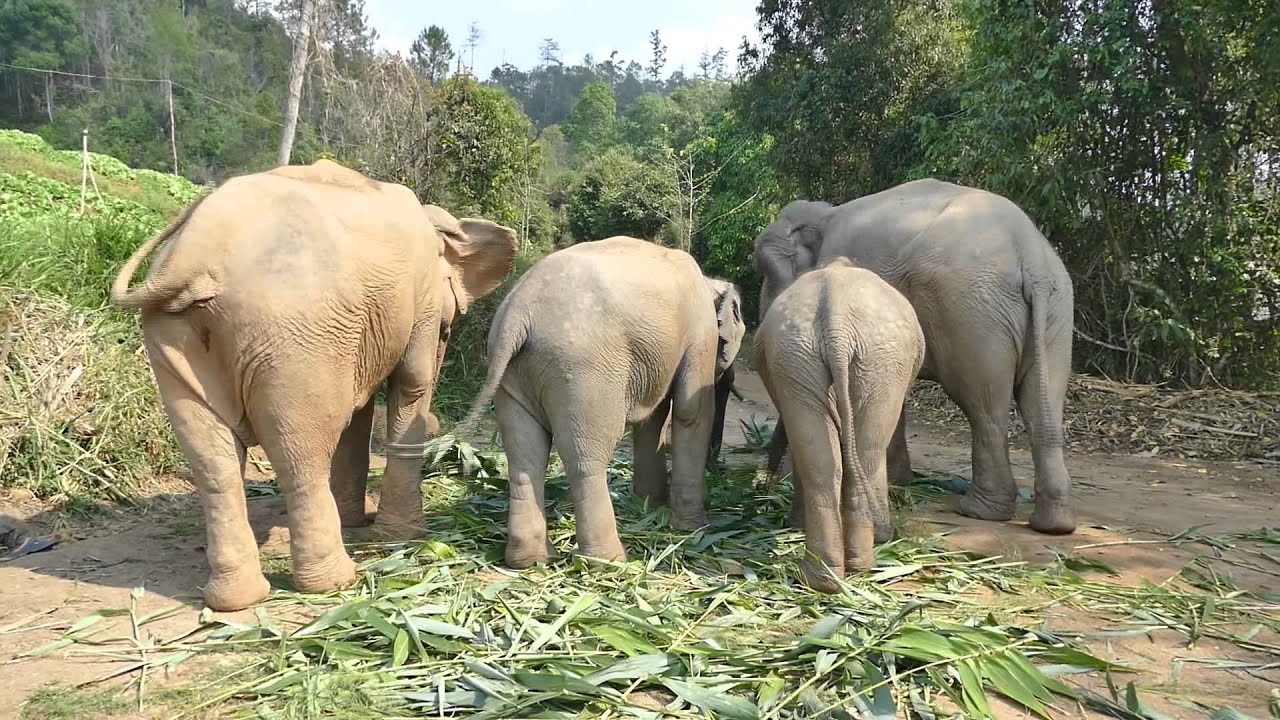 Happy, wagging elephant tails!