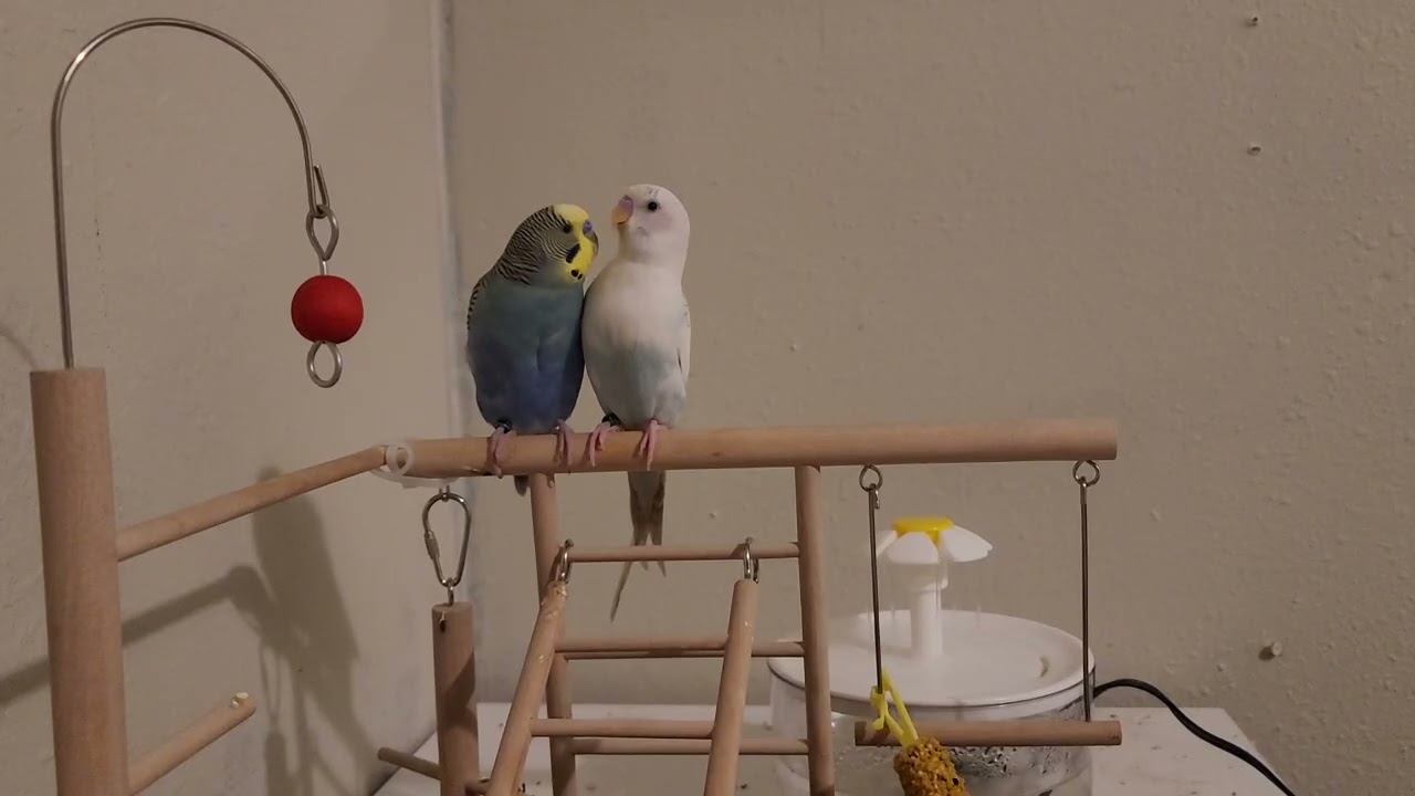 Bumbling Bugies Rick n Luna