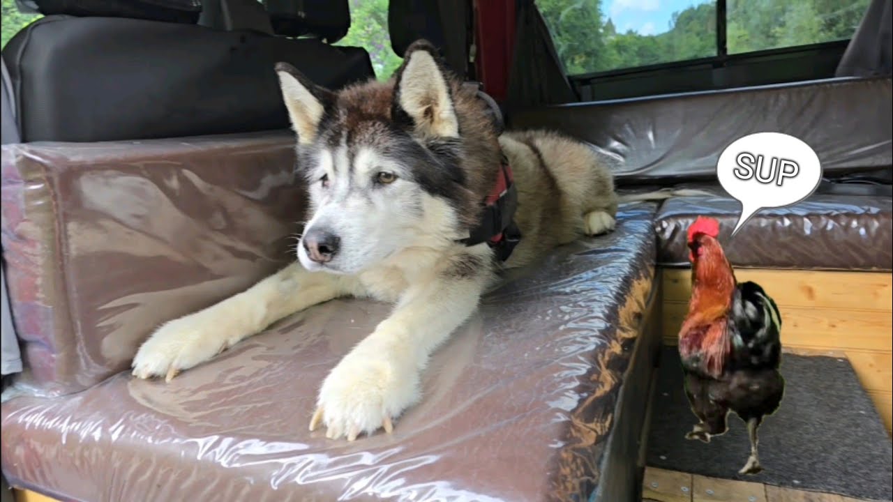 Old Husky Gets An Unexpected Stalker