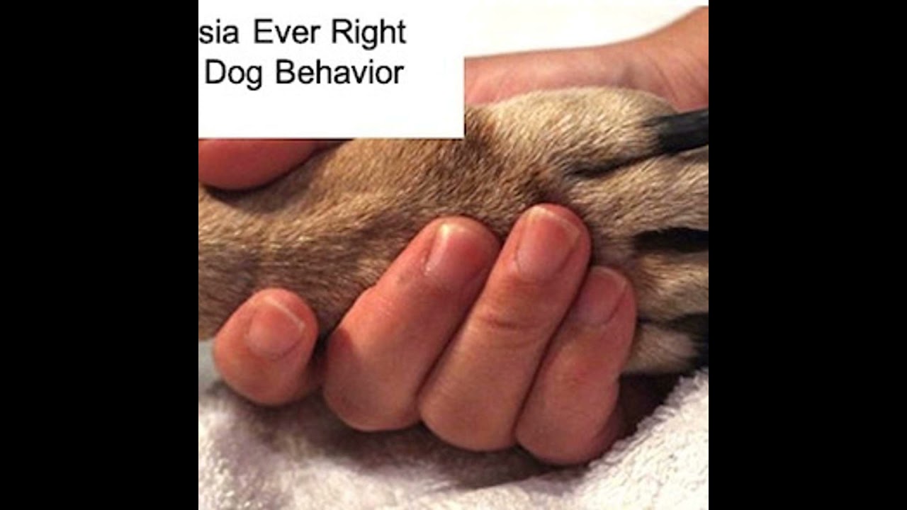 Is Euthanasia Ever Right for Severe Dog Behavior Problems?