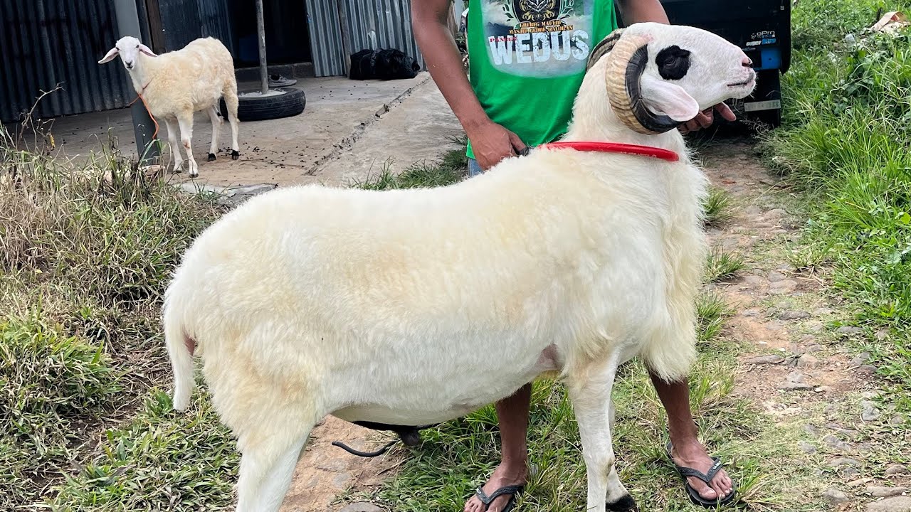 DOLAN KANDANG PKS FARM TEMANGGUNG 🔥🔥🔥