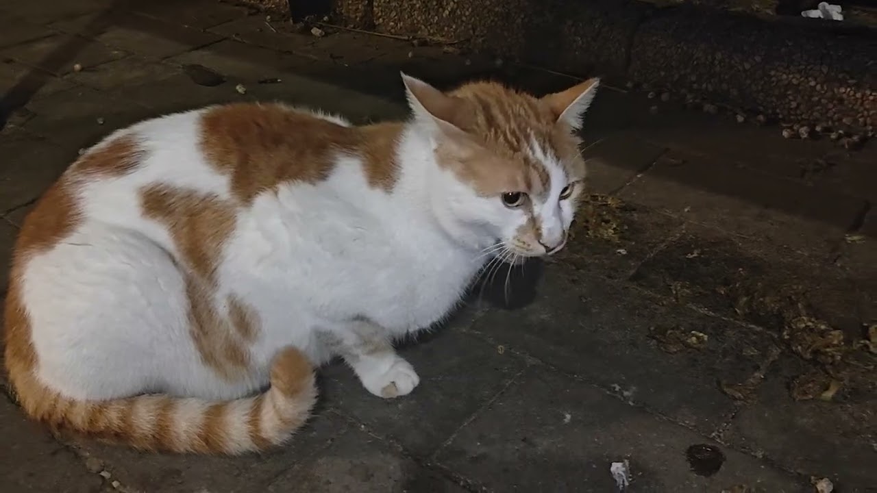 The night restaurant for cats is open