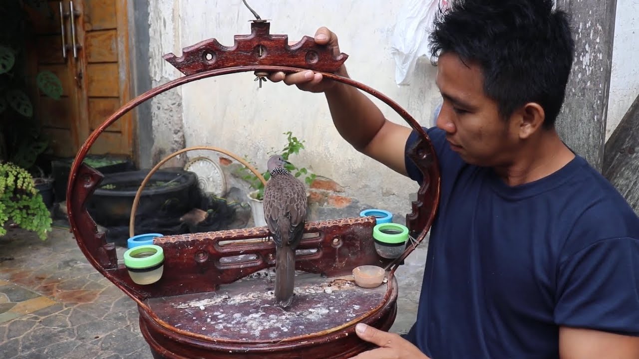 derkuku atau tekukur stres tidak mau manggung akibat pindah kandang, INI SOLUSINYA, #tekukur