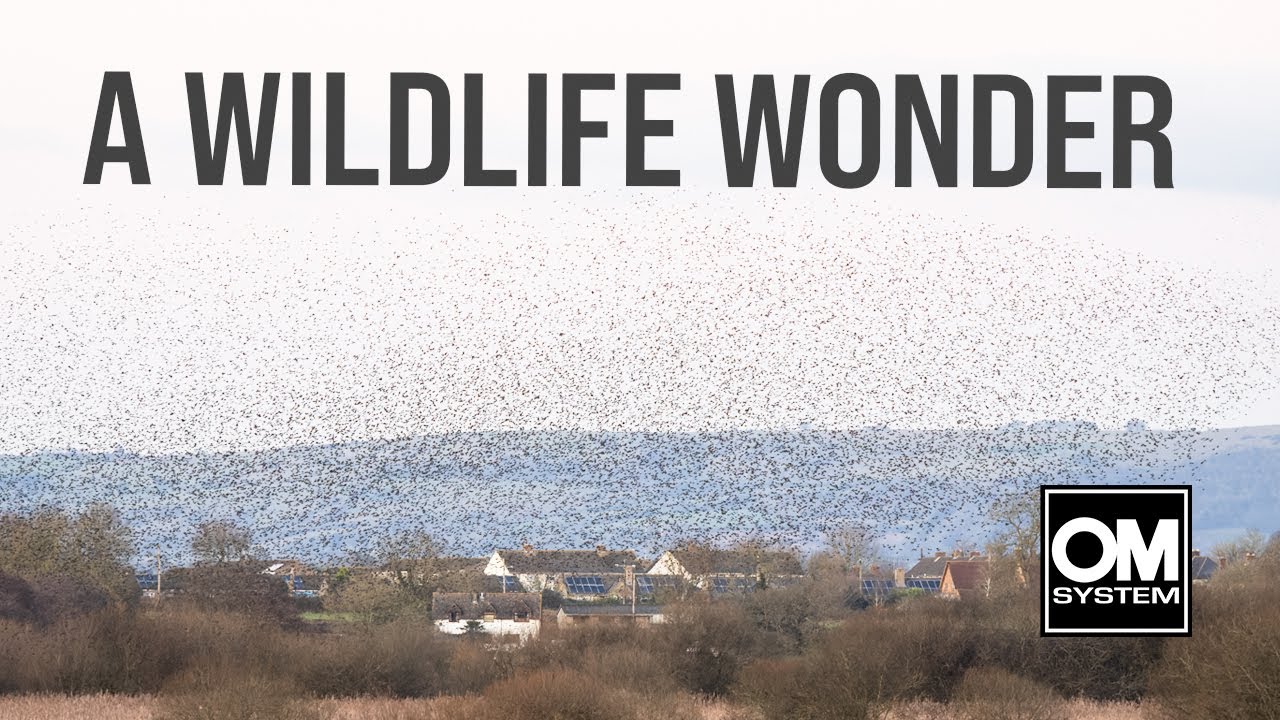 MAGICAL MURMURATION of STARLINGS - RSPB Ham Wall & Shapwick Heath - OM System OM-1