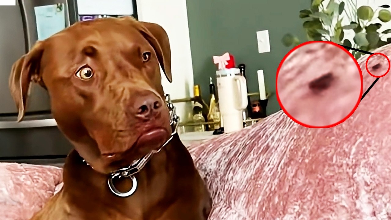 Cuando vives con un perro, el drama merece un Oscar 😆 Perros Más Divertidos 2026
