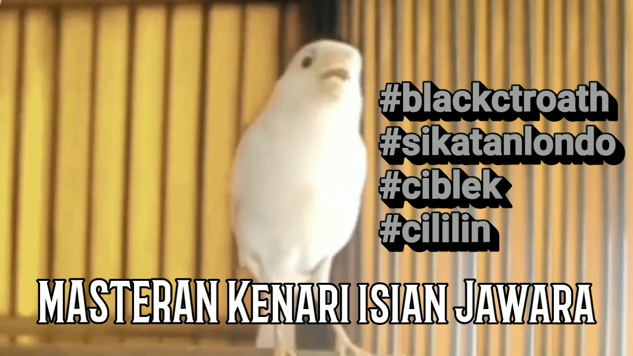 Masteran Kenari Isian Jawara Blacktroath, Sikatanlondo, ciblek, Cililin