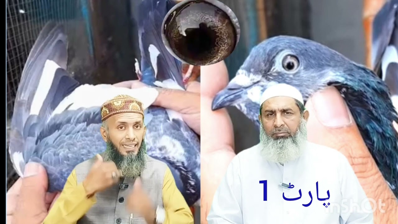 Apna Shouq Apne kabootar Chat Walay kabootar Ki Pehchan Amjad Ali Shah Sb 03334497528 Part 1