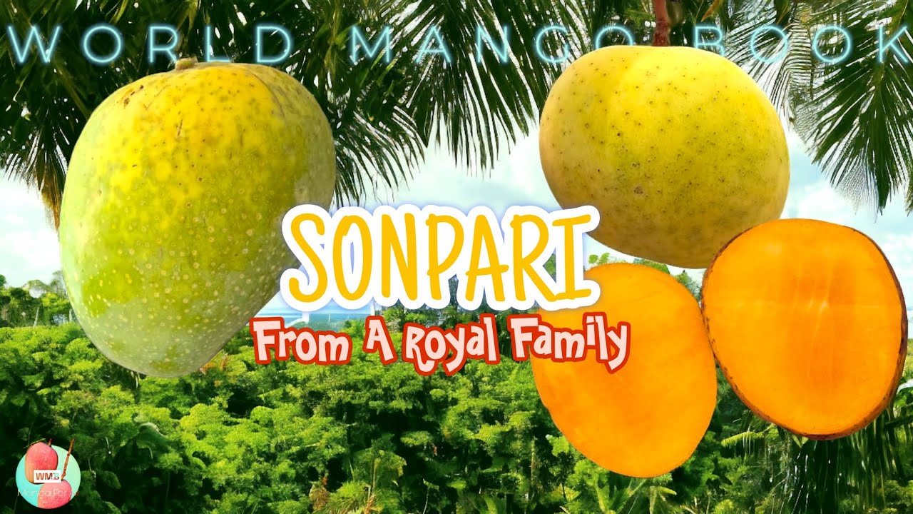 SONPARI - A Complete Review | Daughter Of Alphonso & Benishan | Best Among Bests