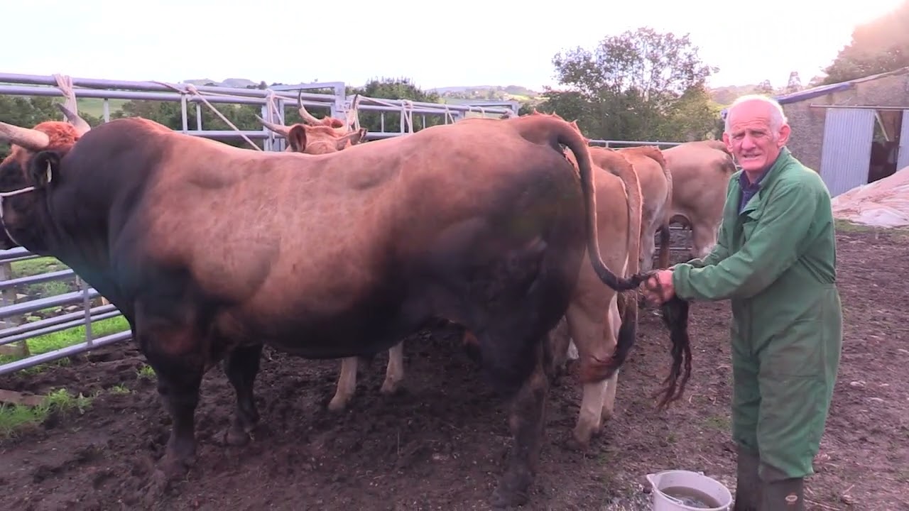 Ganaderos en su hábitat | Asturianas en los valles en Bojes | 8.11.2024