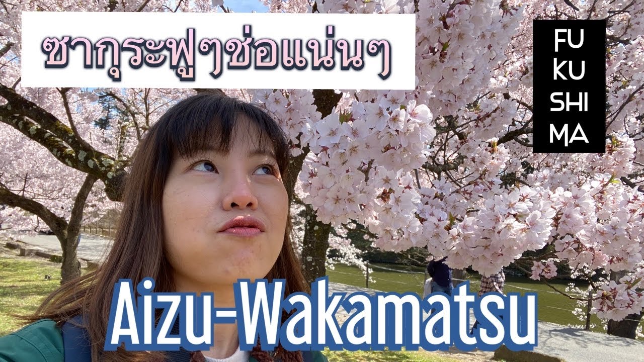 【Aizu-Wakamatsu】ซากุระฟูๆช่อแน่นๆรอบปราสาทซุรุกะ