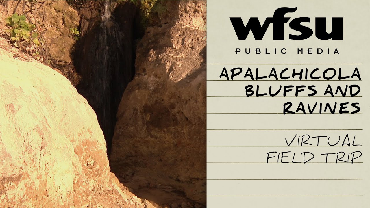 Apalachicola Bluffs and Ravines | Virtual Field Trip