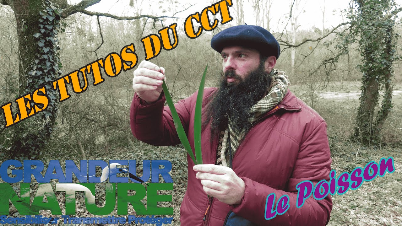 Les tutos du CCT - Iris le poisson