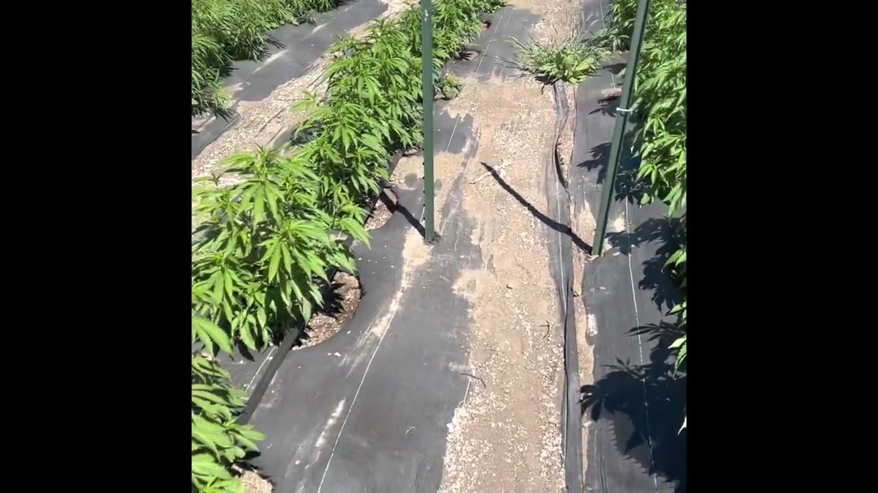 Budtender educational _ Living Soil