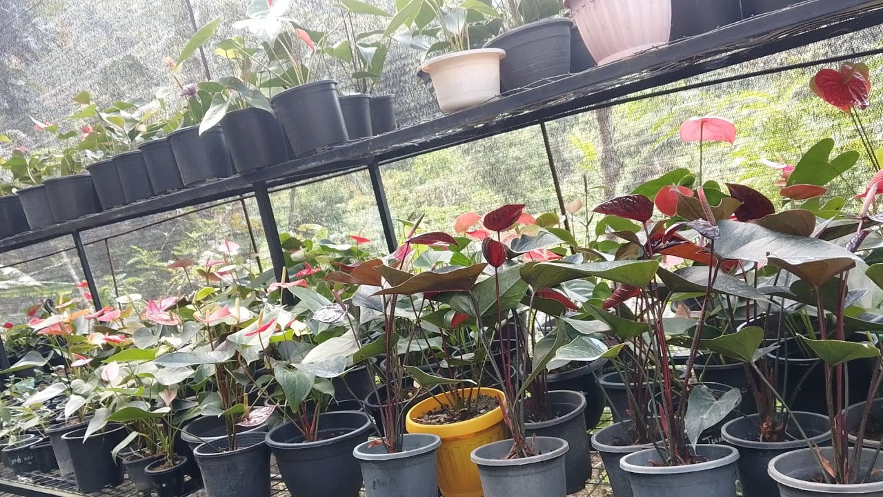 ඇන්තූරියන් වගාවේ පුංචි පුංචි රහස් කවුරුත් නොකියන#0772106907 