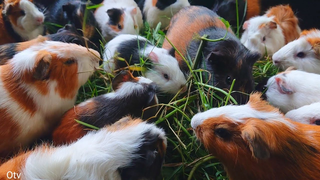 Asmr Guinea pig eating, cute animal family, cute animals eating, colorful guinea pig 