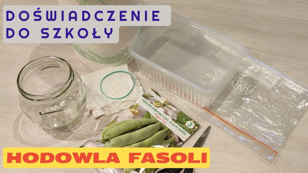 DOMOWA HODOWLA FASOLI - w słoiku czy w ziemi? Co lepiej? Doświadczenie do szkoły