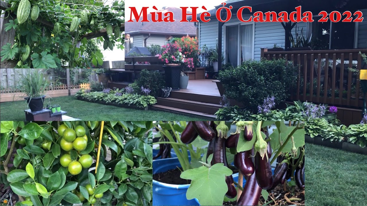 🇨🇦Mùa Hè Ở Xứ Lạnh! Tranh Thủ Trồng Rau Để Ăn👍🌱