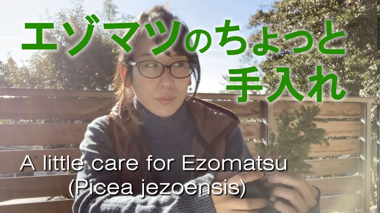 この前買って来たエゾマツの手入れ【キミのミニ盆栽びより】First care of Ezomatsu (Picea jezoensis) material