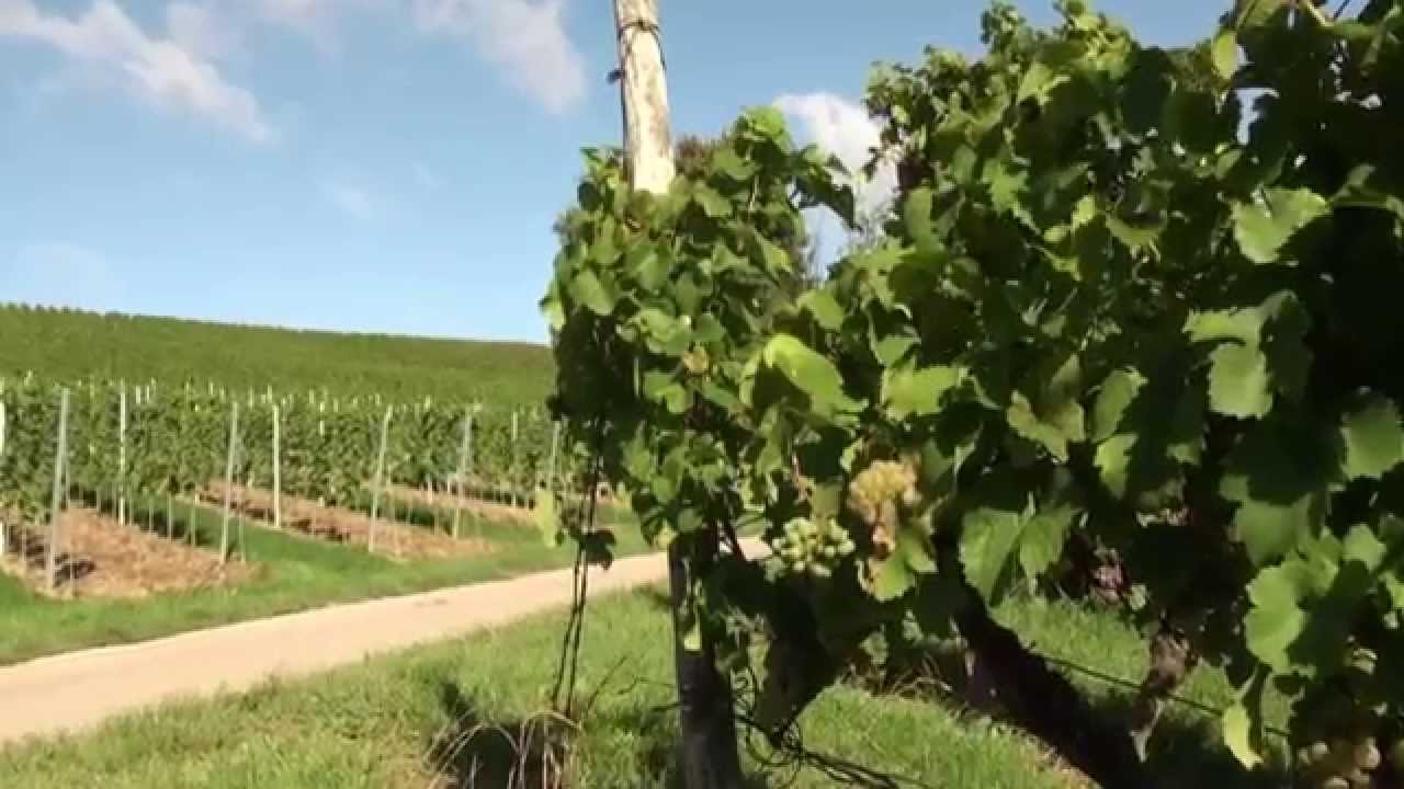 Bodenheim Weinlehrpfad