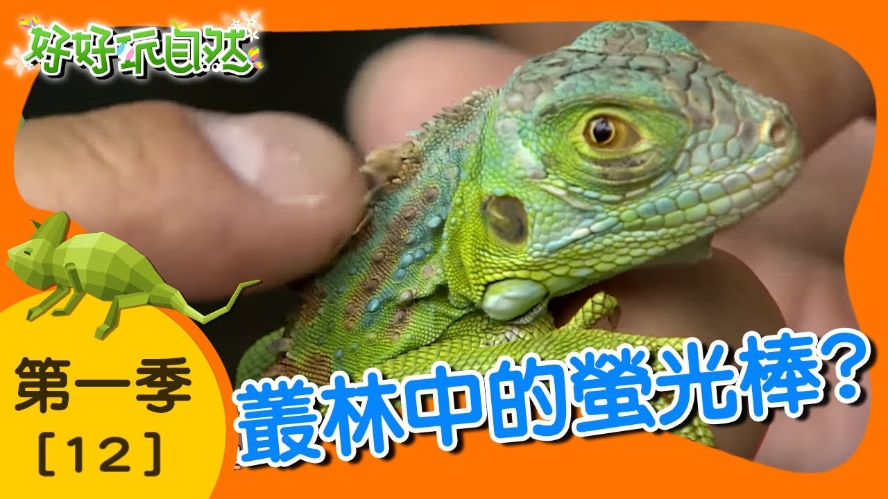 【好好玩自然】高屏螢光棒棒棒！綠鬣蜥 鎖鏈蛇｜第12集_第ㄧ季｜高屏地區｜柳丁哥哥 崇瑋老師｜生態探索｜YOYO