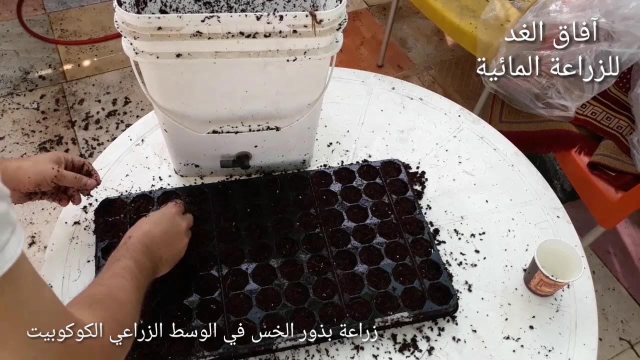زراعة بذور الخس من الألف الى الياء  Growing lettuce seeds from A to Z