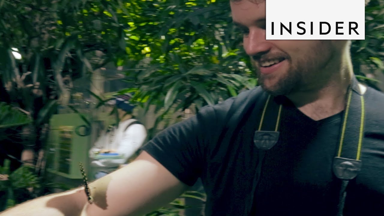 Why Iridescence Is Found In Nature