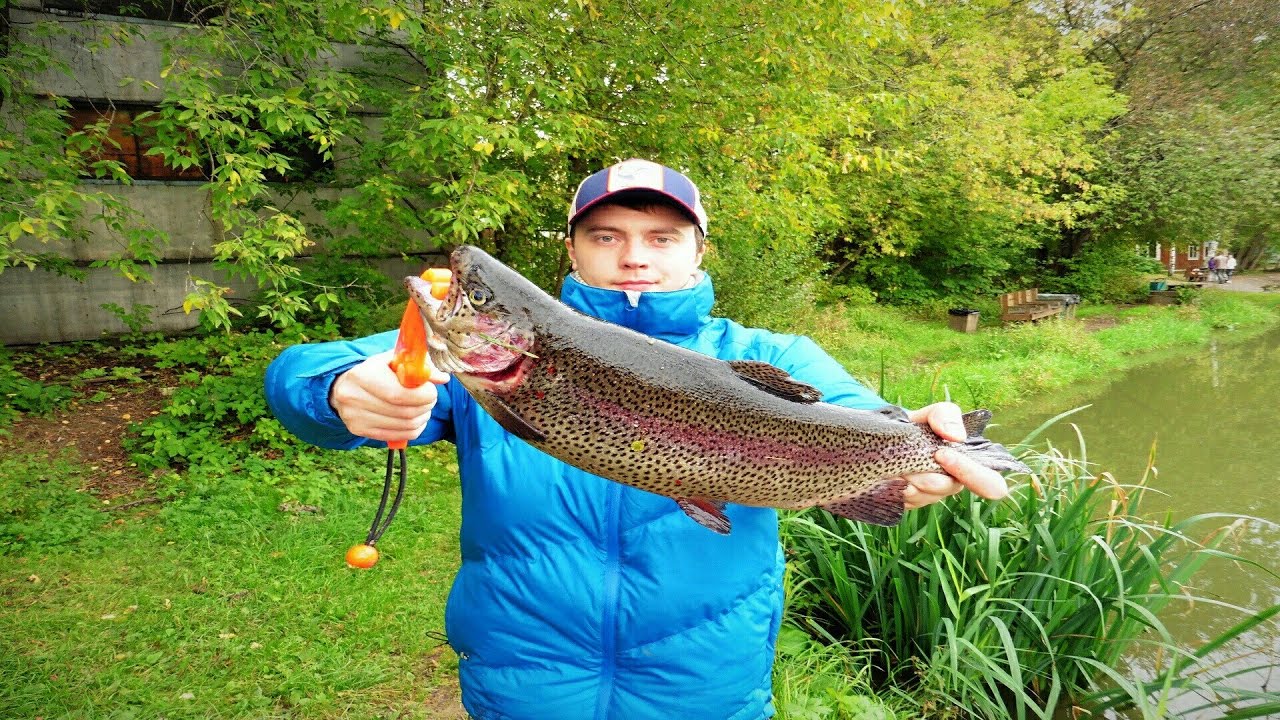 Гигансткая форель на платнике, гибрид со свиньей. Giant trout in area fishing.