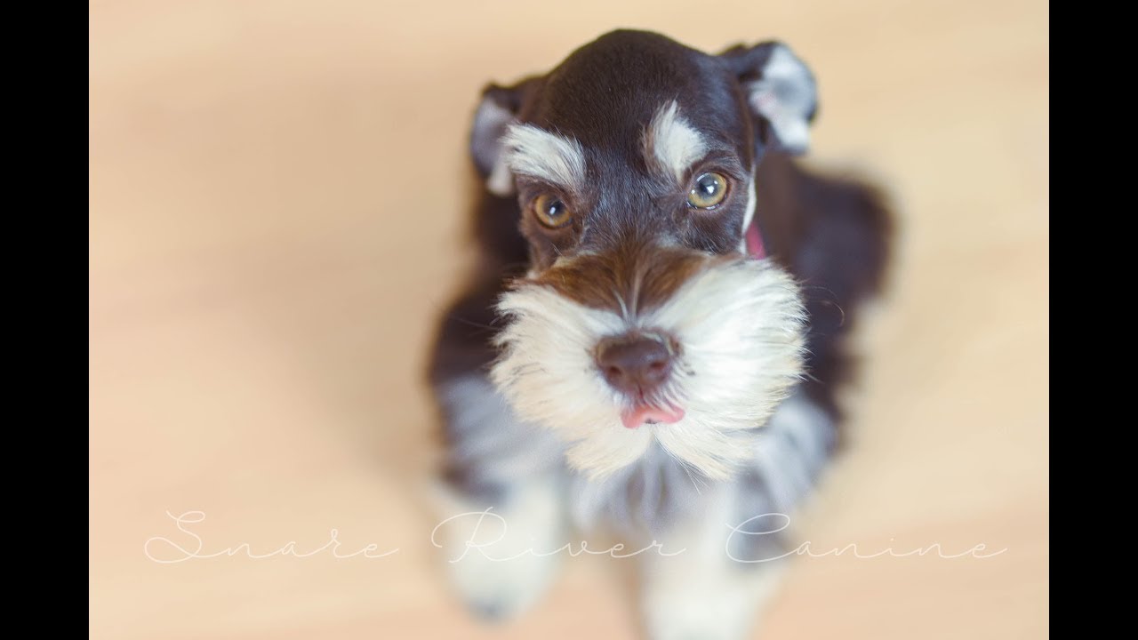 CUTE LITTLE Schnauzer Puppy 