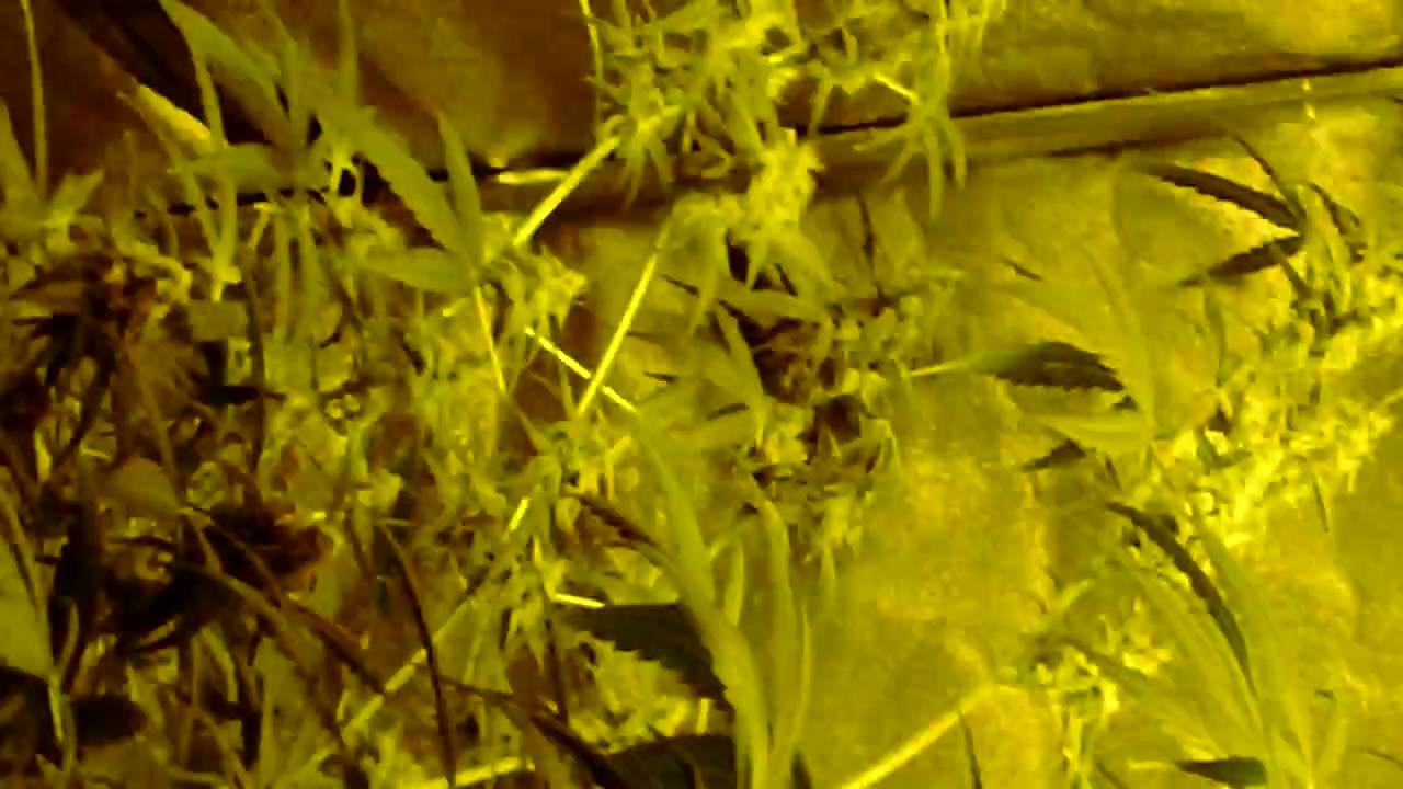 dna genetics chocolope (big buddha autoflower already cut down