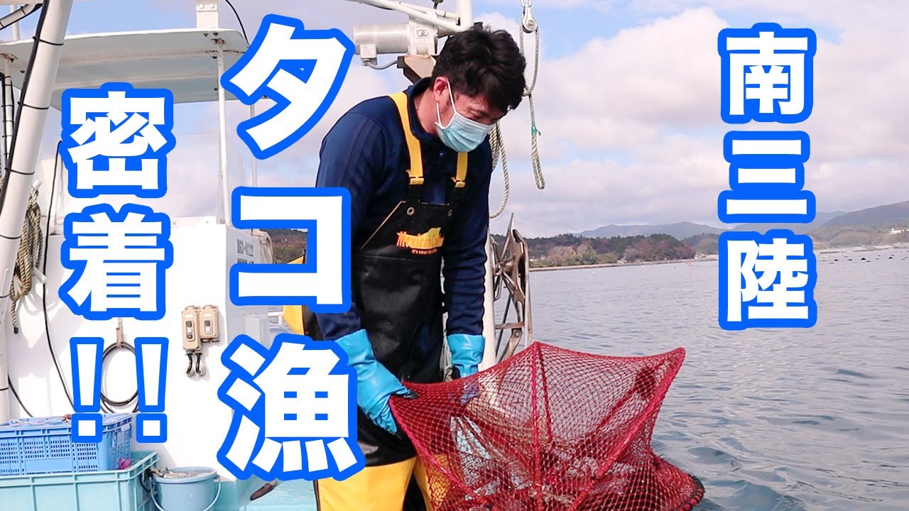 タコ(マダコ)漁 密着 南三陸町｜山内鮮魚店
