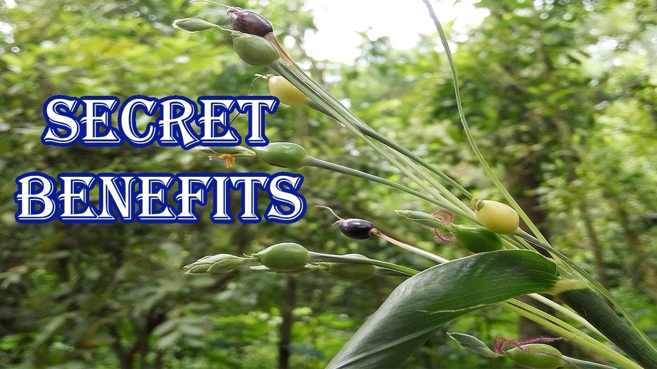 If You Know the Secret Benefits of Job&rsquo;s Tears, You Will Be Surprised!