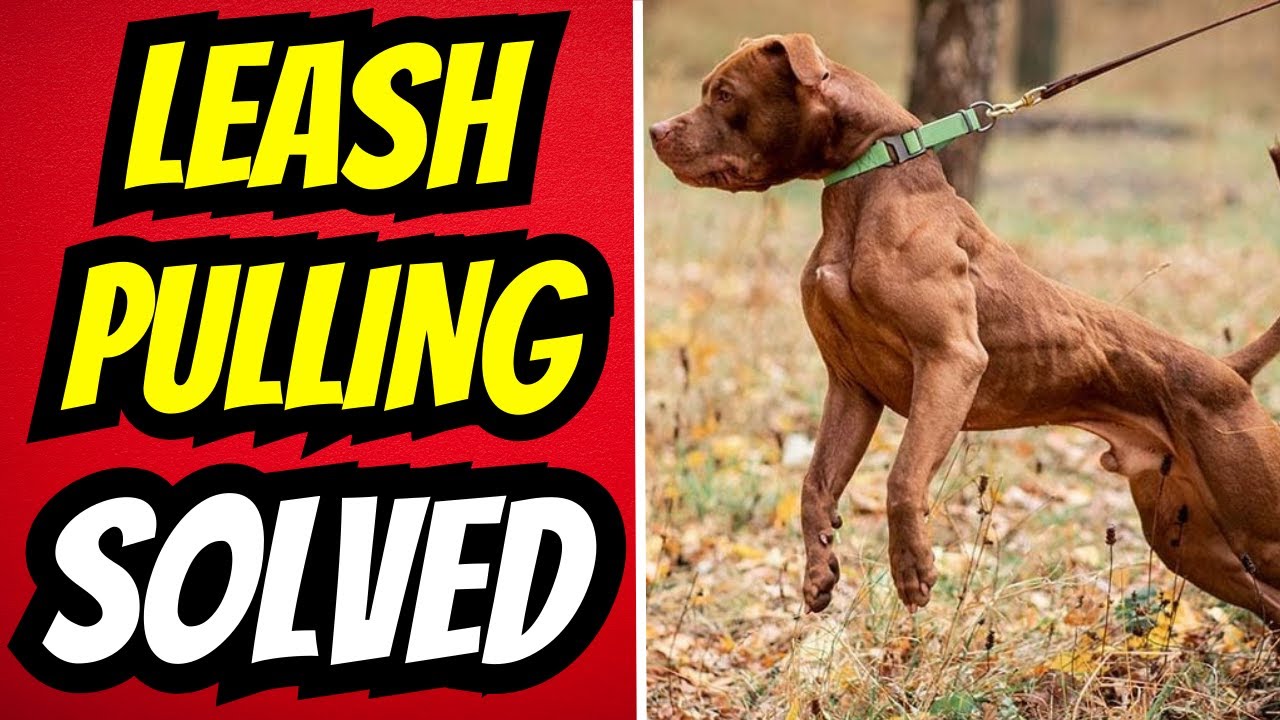 How To Stop Dogs Pulling On Leash With No Corrections Or Treats