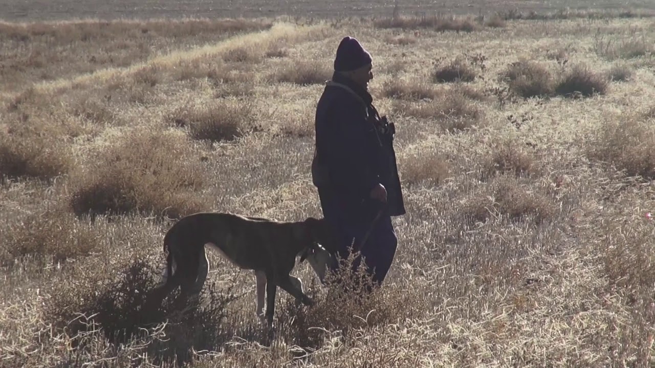 GALGOS EN LA ZARZA