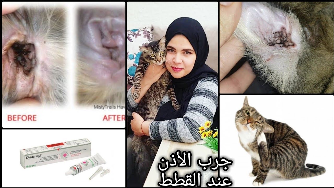 أسباب اللون الداكن في أذن القط و طريقة علاجه بالتفصيل:حكة الأذن عند القطGale auriculaire/ Ear mites/