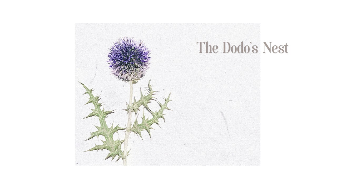 Racoon Racoon - The Dodo's Nest (Lyrics)
