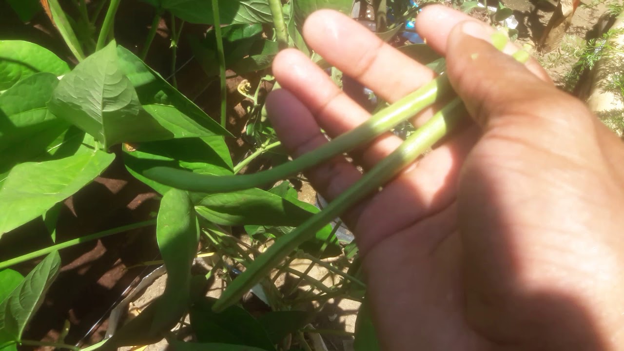 COSECHA DE VAINITA DE FRIJOLES