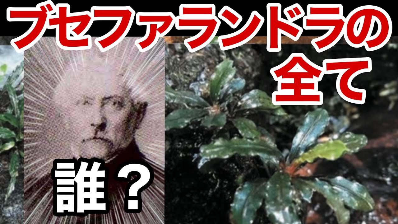 ブセファランドラ完全解説！