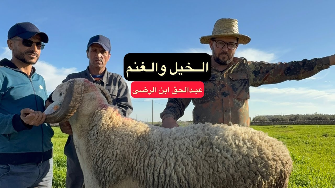 الـكساب ابن الرضى الخيل والغنم وقريب يجي العود 🐴