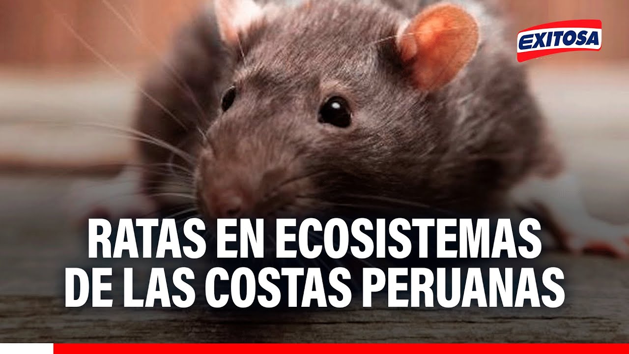 🔴🔵 Ratas en ecosistemas de las costas peruanas: 