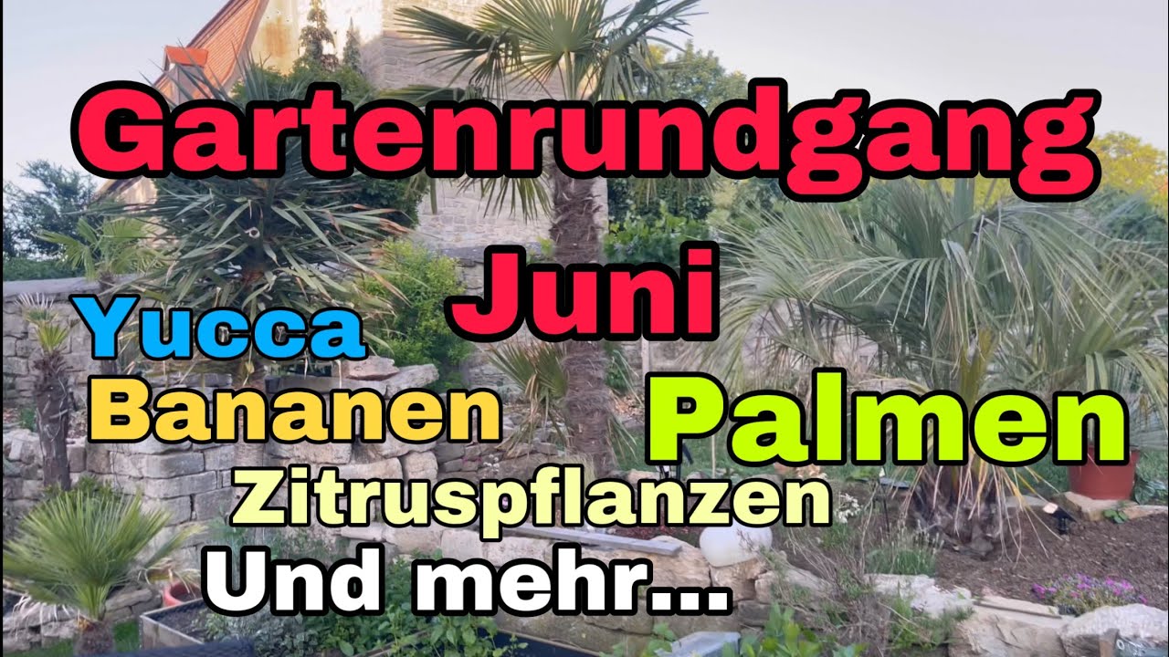 Gartenrundgang Juni - Bananen - Palmen - Zitruspflanzen - Yucca‘s - Exoten und mehr